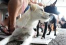 1.000 vagas para castração de cães e gatos no Vida Nova