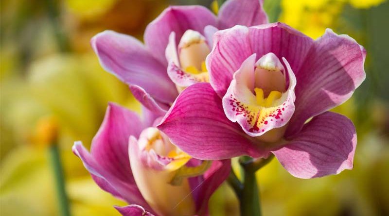 Feira de Orquídeas e Suculentas