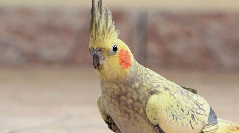 Corte de asas e "pisões" são as principais causas de emergência para aves pet