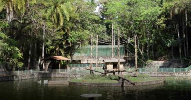 bosque dos jequitibás