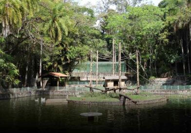 bosque dos jequitibás