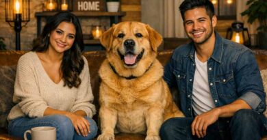 guarda compartilhada de pets